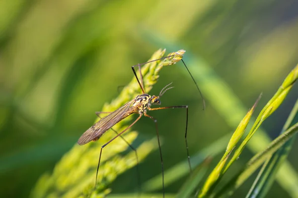 Riesen Kranich Tipula Maxima Insekt Sitzt Gras Makrotierischer Hintergrund — Stockfoto
