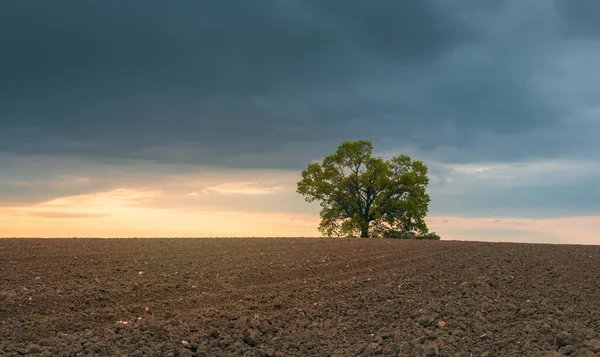 孤零零地留下树木 屹立在翻耕的农田里 在巨大的暴风雨的天空下 石头砸人 春天捷克的风景 — 图库照片