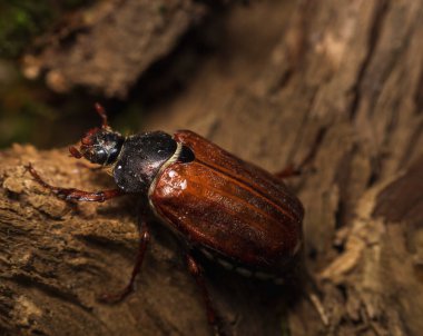 Cockchafer böceği, kavuntha karpuz kökü. Hayvan yaban hayatı geçmişi