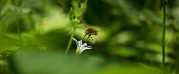 Бомбилиус Мейджор Большая Пчелиная Муха Летит Сосет Нектар Большего Цветка — стоковое фото