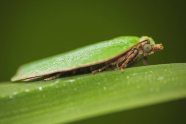 Yeşil meşe tortriksi, tortriks viridana güve hayvanı çim sapında oturuyor. Makro hayvan