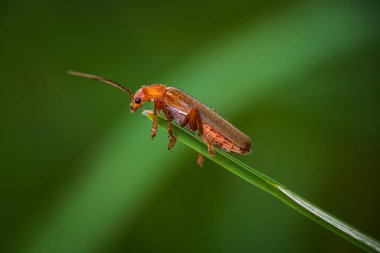 Cantharis fusca, çimlerin kenarındaki asker böcek. Makro hayvan, böcek arkaplan