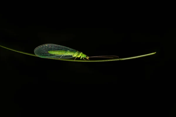 Πράσινο Lacewing Χρυσόπερλα Έντομο Carnea Πόδια Μίσχο Γρασίδι Μακρο Ζώο — Φωτογραφία Αρχείου