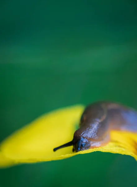 Slug Animal Flor Flor Íris Bandeira Amarela Com Fundo Azul — Fotografia de Stock