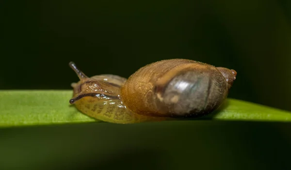 Garden snail, helix aspersa animal sliding on grass stem. Macro photo