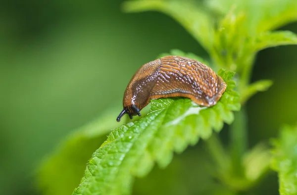 Slug Animal Planta Urzică Fundal Albastru Macro Fotografie — Fotografie, imagine de stoc