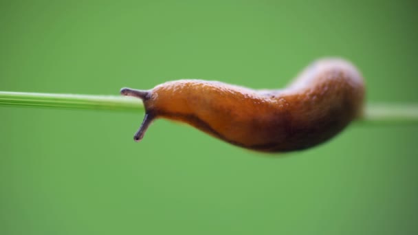 Slug Ζώο Στο Στέλεχος Χλόη Διαφανειών Θολό Φόντο — Αρχείο Βίντεο