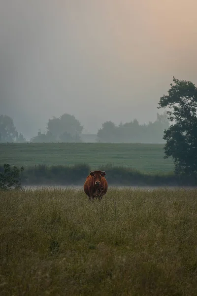 Portrait of cow standing on pasture in misty morning fog and sunrise light. Animal background