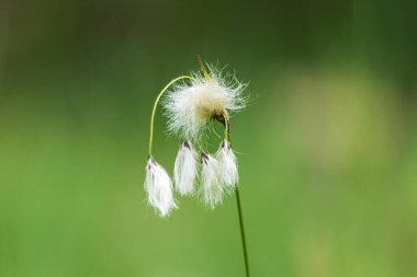 Pamuk otu, eriophorum angustifolium çiçeği sulak arazide yetişiyor.