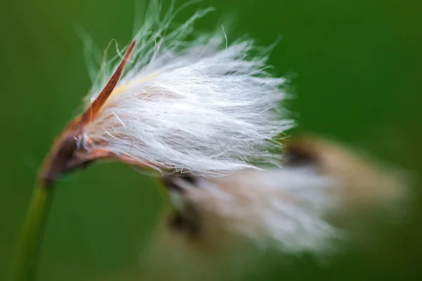 Cottongrass Eriophorum Angustifolium Λουλούδι Άνθος Κοντά Φόντο Λουλουδιών — Φωτογραφία Αρχείου