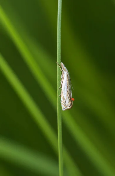 钩纹草皮 羽毛虫 蛾被红色收获螨攻击 落在草茎上 宏观动物背景 — 图库照片