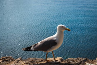 Büyük siyah martı profili, larus marinus taştan duvarda yürüyor ve arka planda deniz var. Vahşi hayvan geçmişi, Hırvatistan