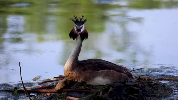 Podiceps Cristatus Burung Besar Berdada Hijau Duduk Sarang Kolam Memperluas — Stok Video