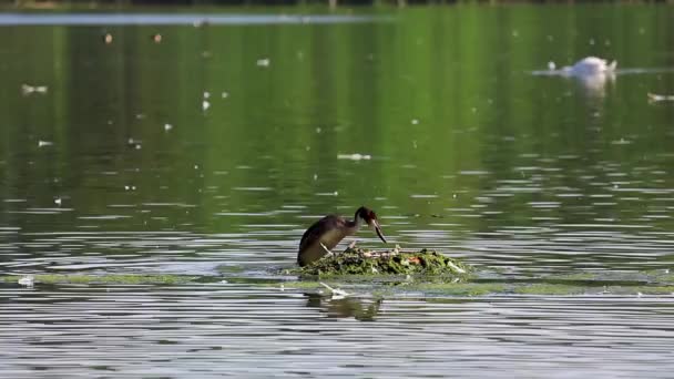 Podiceps Cristatus Burung Besar Berdada Hijau Bersarang Kolam Lompat Coba — Stok Video