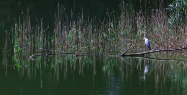 Gri balıkçıl, ardea cinerea ayakta, gölet kıyısında balık ve yüksek otlar. Çek yaban hayatı hayvanı