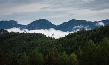 Sisli siste çam ağacı, dağ vadisinde alp ağacı. Avusturya manzara arka planı