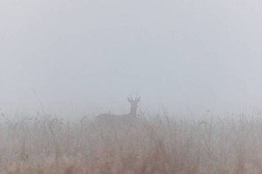 Sisli siste ön taraftaki çimlerin üzerinde duran roe geyiği. Memeli vahşi hayvan silueti arka planı