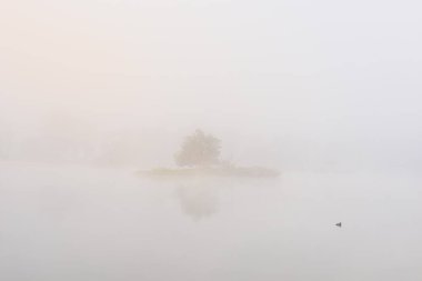 Küçük bir ada, gölün üzerinde ağaç ve sisli küçük bir kuş. Minimalizm, sakin Çek manzara geçmişi