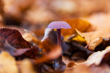 Ametist aldatıcı, laccaria amethystina mantarı turuncu sonbahar yaprağında