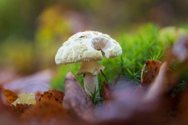Amanita citrina, yosun içinde yetişen sitron amanita mantarı.