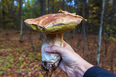 Man hand holding boletus edulis, penny bun mushroom with forest in background. Picking mushrooms clipart