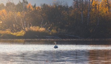 Kuğu, cygnus sonbahar yapraklarıyla gölette yüzüyor. Hayvan, Çek yaban hayatı geçmişi  