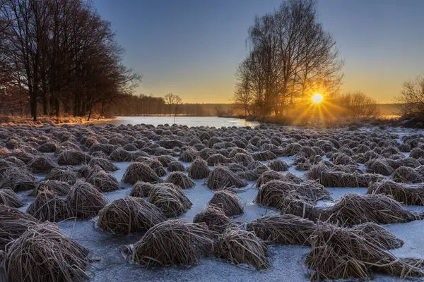 Grămadă Iarbă Uscată Înghețată Malul Iazului Iarnă Răsăritul Soarelui Fundal — Fotografie, imagine de stoc