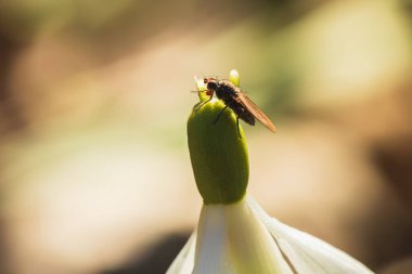 Fly animal sitting on loddon lilly flower, leucojum aestivum blossom clipart
