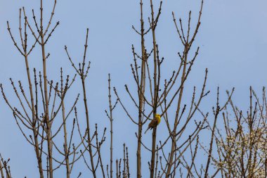 Yellowhammer, emberiza citrinella, bird sitting on spring tree with blue sky. Czech animal background clipart