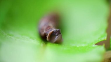 Hava soluyan kara salyangozu, yeşil yapraklı clausilia capiata. Makro hayvan arkaplanı