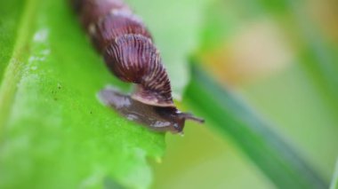 Hava soluyan kara salyangozu, yeşil yapraklı clausilia capiata. Makro hayvan arkaplanı