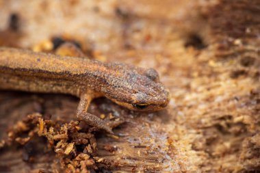 Lissotriton vulgaris, smooth newt animal hiding under bark tree in early spring season. Macro Czech animal amphibian background clipart