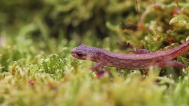Lissotriton vulgaris, bahar mevsiminin başlarında yosun üzerinde yürüyen yumuşak semender hayvanı. Makro Çek hayvan amfibi geçmişi