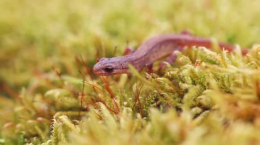 Lissotriton vulgaris, bahar mevsiminin başlarında yosun üzerinde yürüyen yumuşak semender hayvanı. Makro Çek hayvan amfibi geçmişi