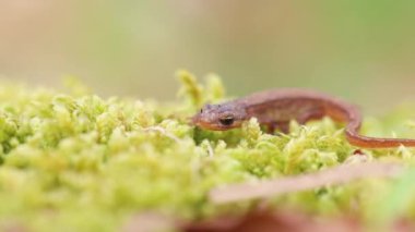 Lissotriton vulgaris, bahar mevsiminin başlarında yosun üzerinde yürüyen yumuşak semender hayvanı. Makro Çek hayvan amfibi geçmişi