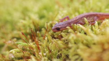 Lissotriton vulgaris, bahar mevsiminin başlarında yosun üzerinde yürüyen yumuşak semender hayvanı. Makro Çek hayvan amfibi geçmişi