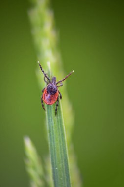 Kene, ixodida böcek parazit hayvan çim sapında oturuyor. Makro arkaplan