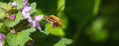 Dark-edged bee fly,  bombylius major insect eating nectar from lamium plant  clipart