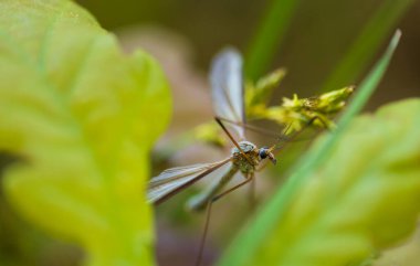 Large cranefly, tipula maxima insect sitting on leaf. Macro animal background clipart