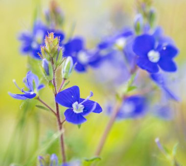 Germander Speedwell, Veronica Chamaedry bitkileri sabah vakti. Makro ilkbahar Çek çiçeği