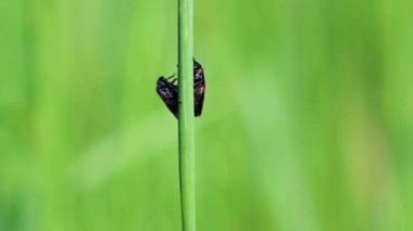 İki siyah ve kırmızı Froghopper, Cercopis İncinebilir çimen sapı üzerinde yürüme ve çiftleşme. Çek doğası