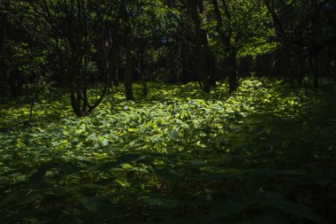 Yaz ormanında güzel yeşil bir halı. Çek manzara geçmişi 