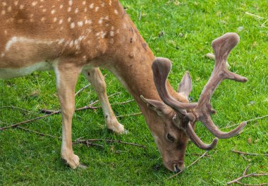 Fallow geyiği, dama dama dama otlakta yemek. Hayvan yaban hayatı geçmişi