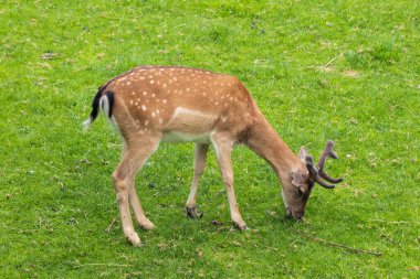 Fallow geyiği, dama dama dama otlakta yemek. Hayvan yaban hayatı geçmişi