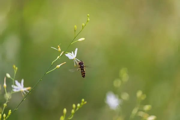 stock image Hoverfly, syrphidae insect sitting on st bernard's lily flower. Animal, nature background