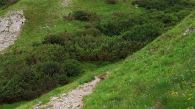 Alp güveci, rupicapra rupicapra... Alp dağlarında koşan bir hayvan.
