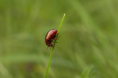 Dead nettle leaf beetle, chrysolina staphylaea insect bug sitting on grass stem. Macro animal background clipart