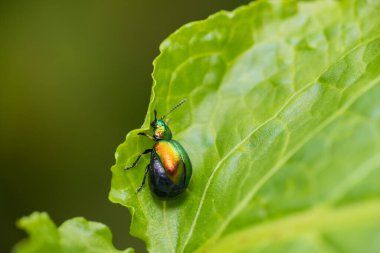 Yeşil iskele böceği, yaprağın üzerinde oturan gastrophysa viridula böceği. Makro hayvan arkaplanı 