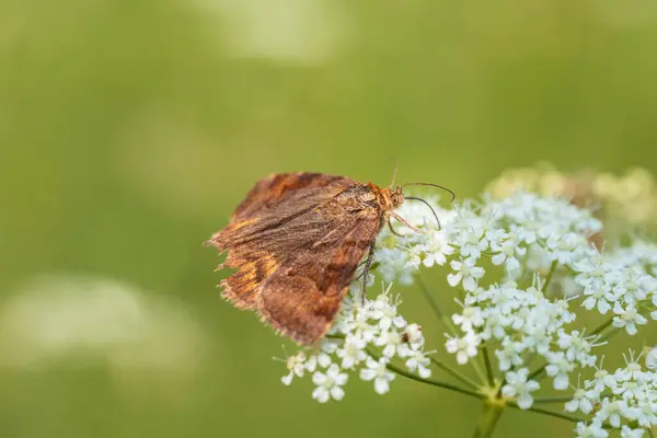 Stock image Burnet companion, euclidia glyphica insect moth sitting on flower. Macro animal background