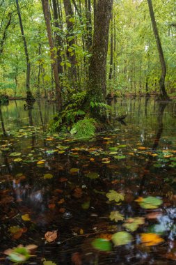 Ağaç, eğrelti otu ve sonbahar yaprağıyla kandırılmış bataklık. Çek sakin manzarası